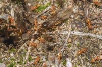 Lasius flavus
