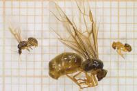 Lasius flavus