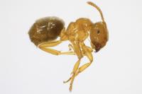 Lasius flavus
