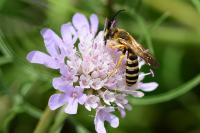 Halictus scabiosae
