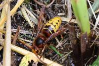 Vespa crabro