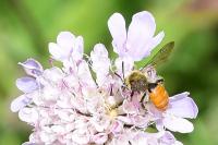 Andrena marginata