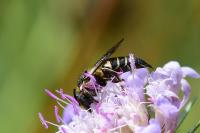 Coelioxys