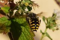 Anthidium manicatum