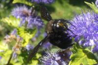 Xylocopa violacea