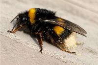Bombus terrestris