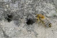 Colletes hederae