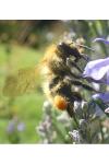 Bombus sp (pascuorum/humilis/muscorum)