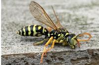 Polistes gallicus