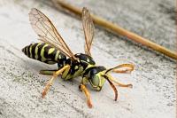 Polistes gallicus