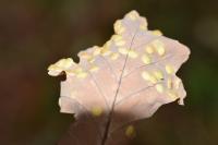 Neuroterus quercusbaccarum