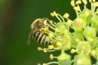 Colletes hederae