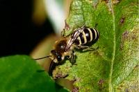 Colletes hederae