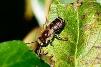 Colletes hederae
