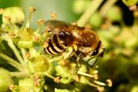 Colletes hederae