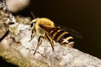 Colletes hederae