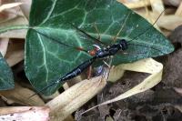 Ichneumon
