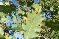 Neuroterus numismalis