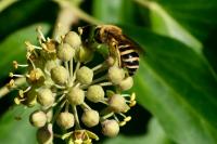 Colletes hederae