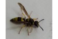 Ancistrocerus