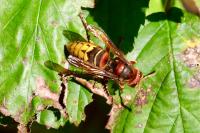 Vespa crabro