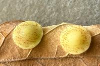 Neuroterus quercusbaccarum