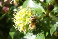 Colletes hederae