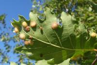 Neuroterus quercusbaccarum