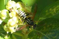 Polistes nimpha