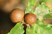 Andricus kollari