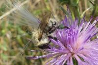 Bombus sp (pascuorum/humilis/muscorum)