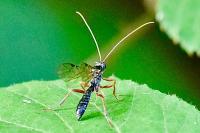 Ichneumon