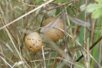 Andricus kollari