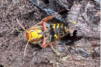 Vespa crabro