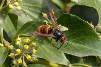 Vespa velutina