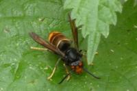 Vespa velutina
