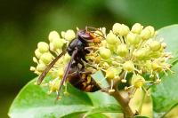 Vespa velutina