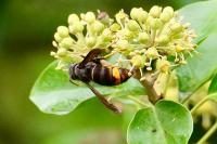 Vespa velutina