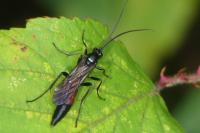 Ichneumon
