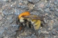 Bombus sp (pascuorum/humilis/muscorum)