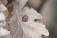 Neuroterus quercusbaccarum