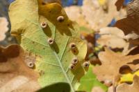 Neuroterus numismalis