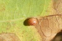 Neuroterus anthracinus