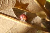 Neuroterus anthracinus