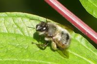Anthophora plumipes