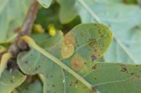 Neuroterus quercusbaccarum