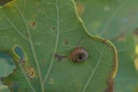 Neuroterus numismalis