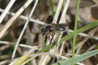 Andrena