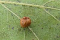 Cynips disticha