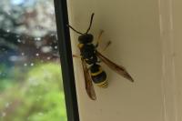 Ancistrocerus